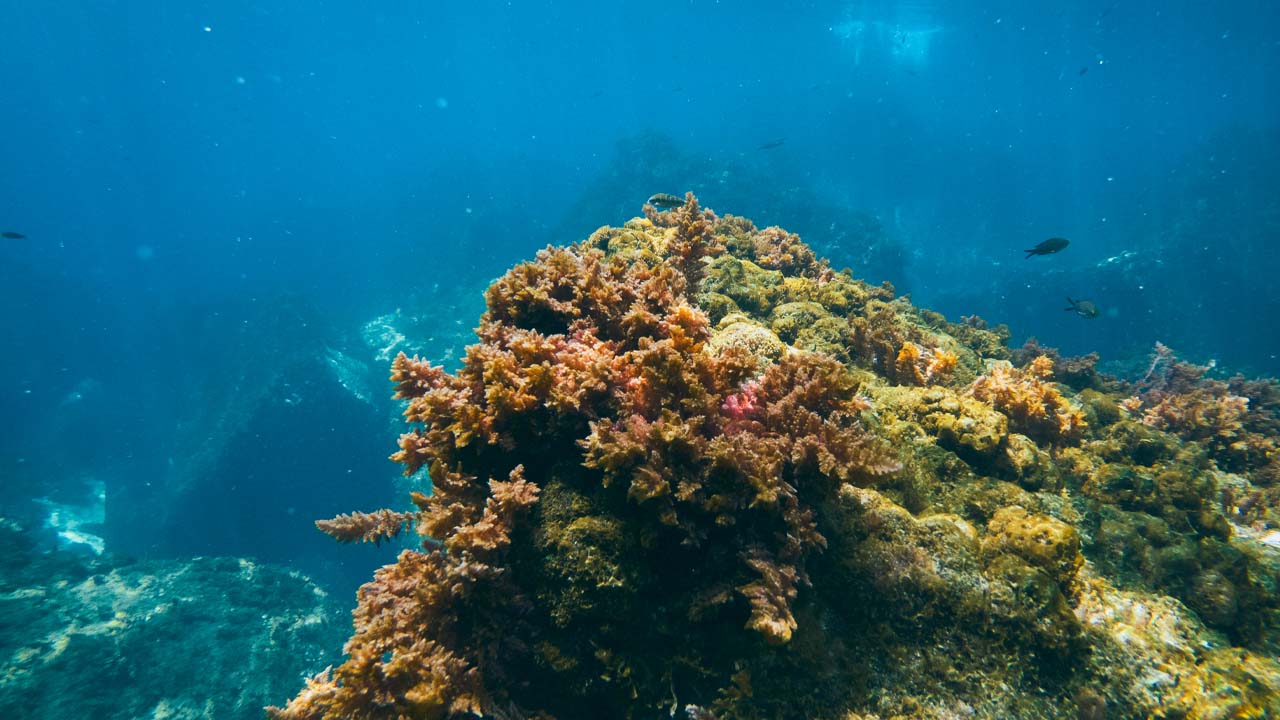 GoPro Underwater
